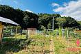 Na predaj záhradka 132 m2 Partizánske - pod Salašom